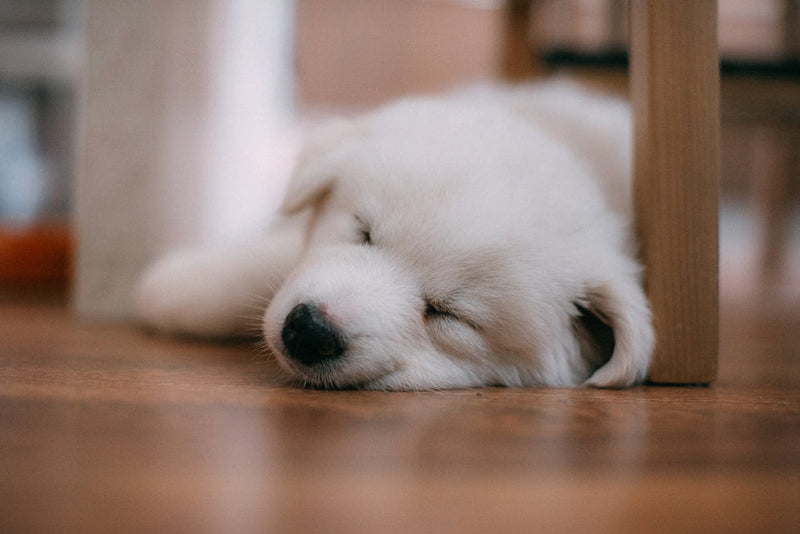 A dog sleeping peacefully on the floor — can dogs have melatonin, a safety guide
