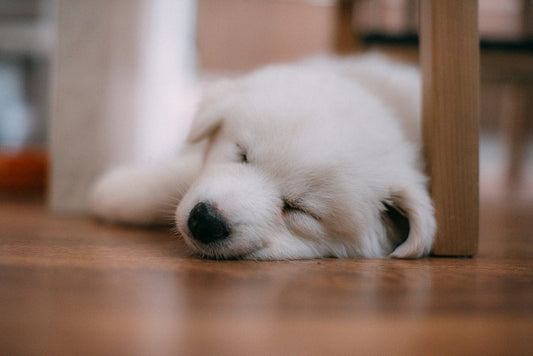 A dog sleeping peacefully on the floor — can dogs have melatonin, a safety guide
